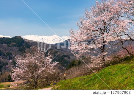 長野県上水内郡小川村瀬戸川 小川アルプスライン沿いの斜面の桜と冠雪した北アルプス山脈の景色 長野県上水内郡小川村瀬戸川 小川アルプスライン沿いの斜面の桜と冠雪した北アルプス山脈の景色 127967908