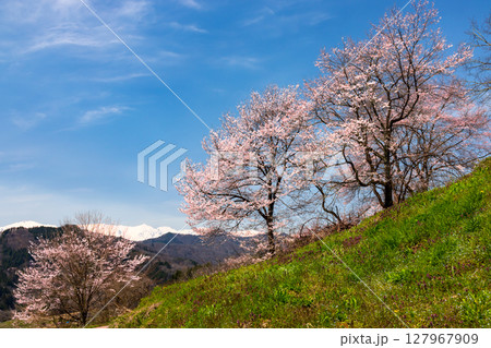 長野県上水内郡小川村瀬戸川 小川アルプスライン沿いの斜面の桜と冠雪した北アルプス山脈の景色 長野県上水内郡小川村瀬戸川 小川アルプスライン沿いの斜面の桜と冠雪した北アルプス山脈の景色 127967909