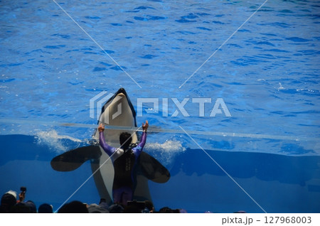 神戸須磨シーワールド 127968003