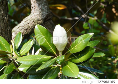 タイサンボクのつぼみ・2025年5月  タイサンボクのつぼみ・2025年5月  127968165