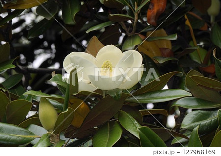 タイサンボクの花・2025年5月　 127968169