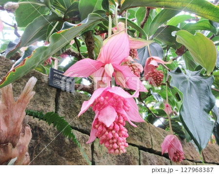 メディニラ　マグニフィカの花 127968387