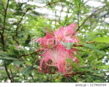 トキワネムの花 トキワネムの花 127968394