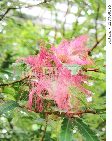 トキワネムの花 127968395