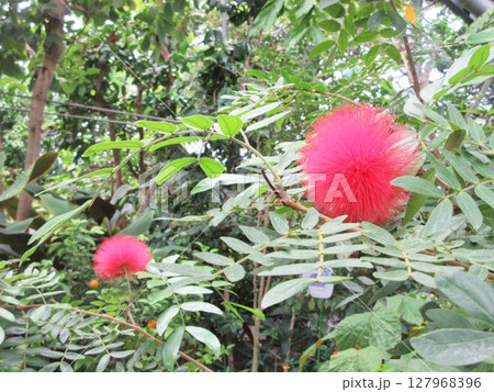 メディニラ マグニフィカの花 メディニラ マグニフィカの花 127968396