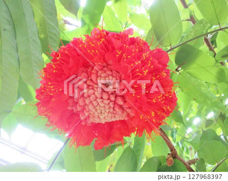 オオホウカンボクの花 オオホウカンボクの花 127968397