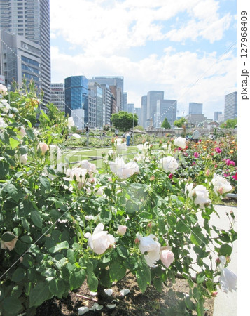 中之島公園 春のバラ園 中之島公園 春のバラ園 127968409