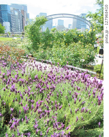 中之島公園 春の花 中之島公園 春の花 127968410