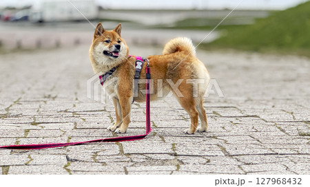 Adorable red Shiba Inu dog happily walking on lush green gras Adorable red Shiba Inu dog happily walking on lush green gras 127968432