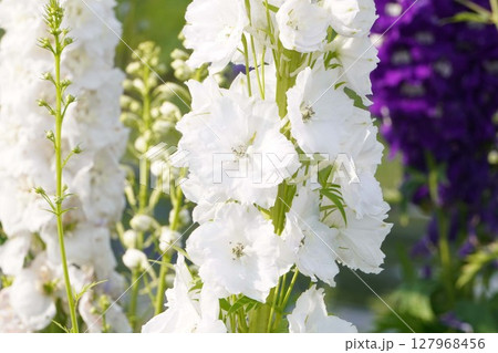 デルフィニウムの花・2025年5月 127968456