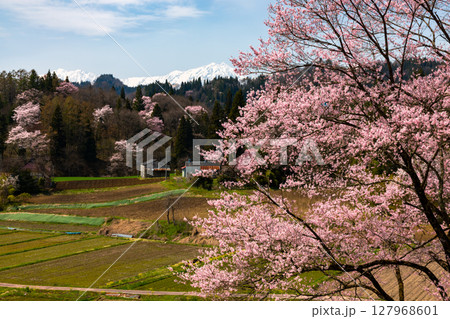 長野県上水内郡小川村瀬戸川　小川アルプスライン沿いの桜と冠雪した北アルプス山脈の景色 127968601