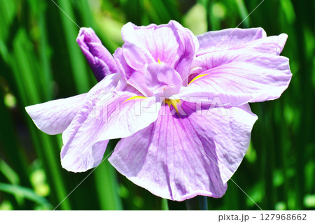 花菖蒲のクローズアップ 花菖蒲のクローズアップ 127968662