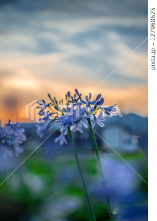 夕焼けに染まる空 アガパンサスのある風景　その③ 127968675