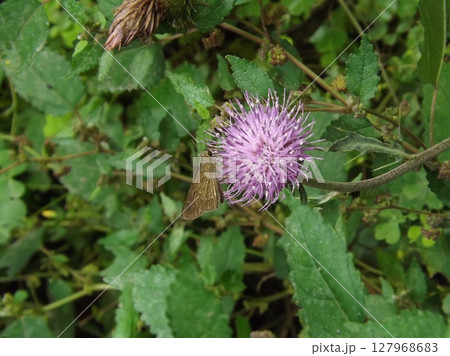 花の蜜を吸うのチャバネセセリ 127968683