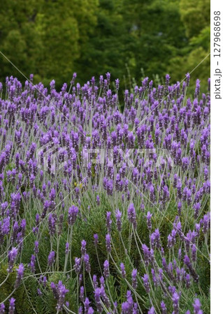 デンタータラベンダーの花・2025年5月 デンタータラベンダーの花・2025年5月 127968698