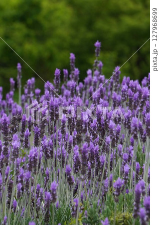 デンタータラベンダーの花・2025年5月 デンタータラベンダーの花・2025年5月 127968699