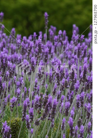 デンタータラベンダーの花・2025年5月 デンタータラベンダーの花・2025年5月 127968700