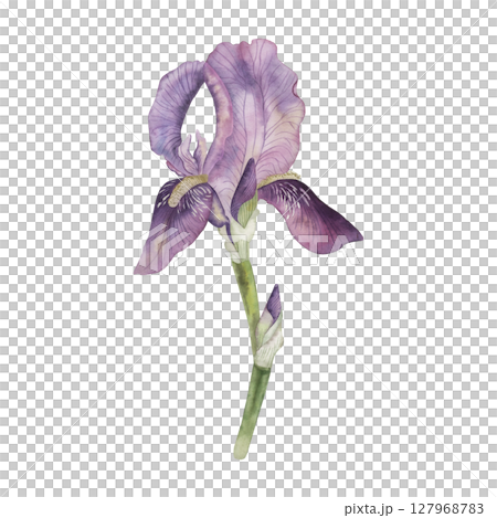 One flower of purple-lilac iris in delicate pastel colors. The watercolor illustration is manually drawn in a botanical style. For the design of postcards, wedding printing, packaging, beauty 127968783