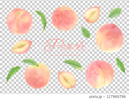 水彩で描いたリアルな桃のベクターイラストのセット 127968786