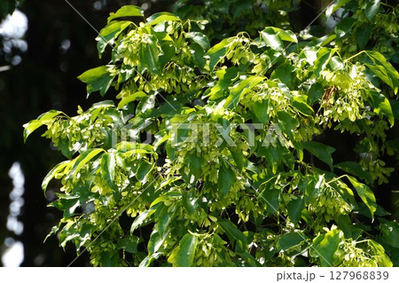 トウカエデの翼果・2025年5月　 127968839