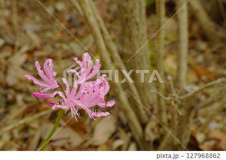 ネリネ ネリネ 127968862