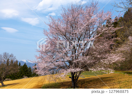 長野県上水内郡小川村小根山　残雪の山をバックにした立屋番所の桜近くの一本桜の景色 127968875