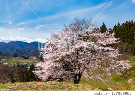 長野県上水内郡小川村小根山 立屋番所の桜近くの一本桜と冠雪した北アルプスの景色 長野県上水内郡小川村小根山 立屋番所の桜近くの一本桜と冠雪した北アルプスの景色 127968965