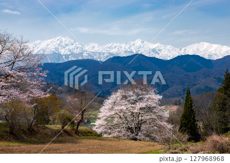 長野県上水内郡小川村小根山　立屋番所の桜近くの一本桜と冠雪した北アルプスの景色 127968968