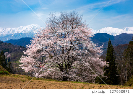 長野県上水内郡小川村小根山　立屋番所の桜近くの一本桜と冠雪した北アルプスの景色 127968971