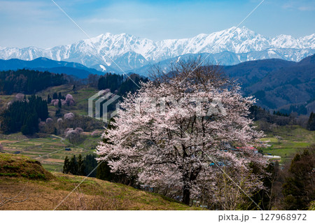 長野県上水内郡小川村小根山　立屋番所の桜近くの一本桜と冠雪した北アルプスの景色 127968972