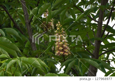 トチノキの花・2025年5月 127968977