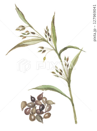 水彩で描いたハトムギと実 127969041