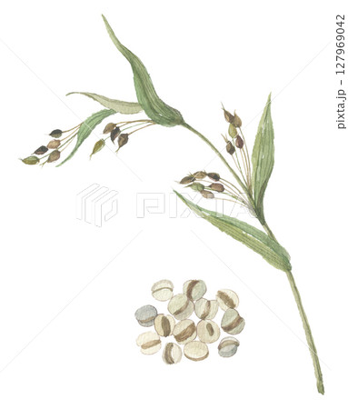 水彩で描いたハトムギと実 水彩で描いたハトムギと実 127969042