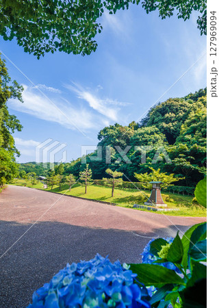 豊川市 ふるさと公園 青い紫陽花 127969094