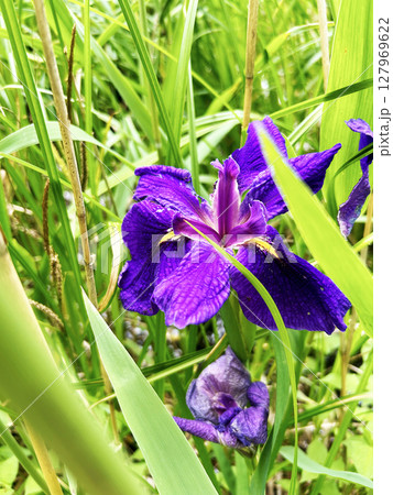 鮮やかなハナショウブ 127969622