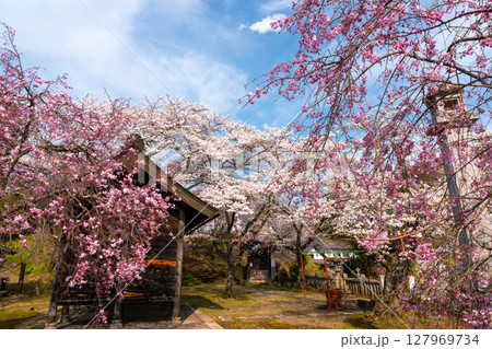 長野県長野市信更町三水 さくらの名所仁王山長勝寺の境内を埋め尽くすソメイヨシノやベニシダレ桜 長野県長野市信更町三水 さくらの名所仁王山長勝寺の境内を埋め尽くすソメイヨシノやベニシダレ桜 127969734