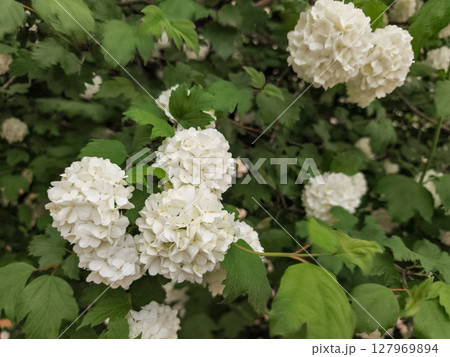 White hydrangeas blooming in prague's lush garden White hydrangeas blooming in prague's lush garden 127969894