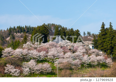長野県長野市信更町三水　さくらの名所仁王山長勝寺の本堂と境内のソメイヨシノやしだれ桜、八重桜遠景 127969928