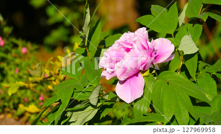 ピンク色の牡丹の花 春 ピンク色の牡丹の花 春 127969958