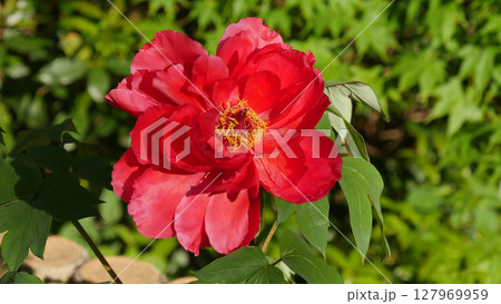 赤い牡丹の花　春 127969959