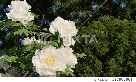 白い牡丹の花　春 127969961