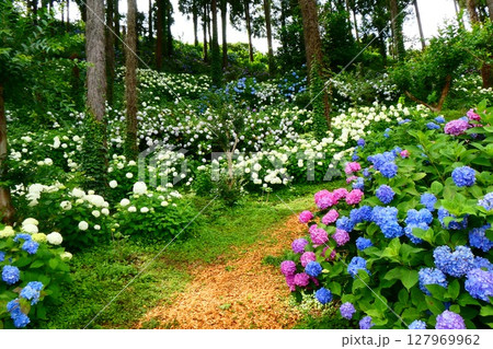 下仁田あじさい園の紫陽花 127969962