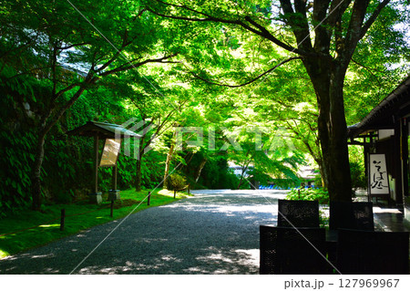 京都　大原　三千院門跡　門前　参道 127969967
