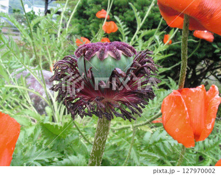 花弁の落ちたオニゲシ 127970002