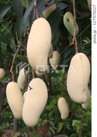 mango on tree in farm for sell mango on tree in farm for sell 127970227