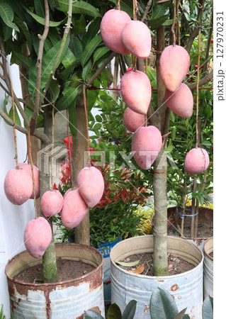 mango on tree in farm for sell mango on tree in farm for sell 127970231