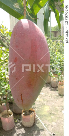 mango on tree in farm for sell mango on tree in farm for sell 127970246