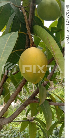mango on tree in farm for sell mango on tree in farm for sell 127970249