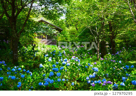 初夏 紫陽花 京都 三千院門跡 初夏 紫陽花 京都 三千院門跡 127970295