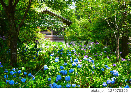 初夏　紫陽花　京都　三千院門跡　 127970396